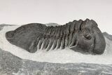 Paralejurus Trilobite Fossil - Ofaten, Morocco #204216-1